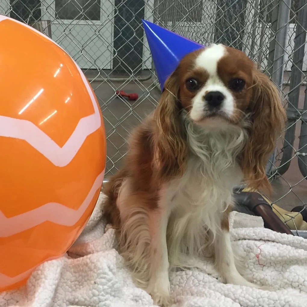 Happy dog
