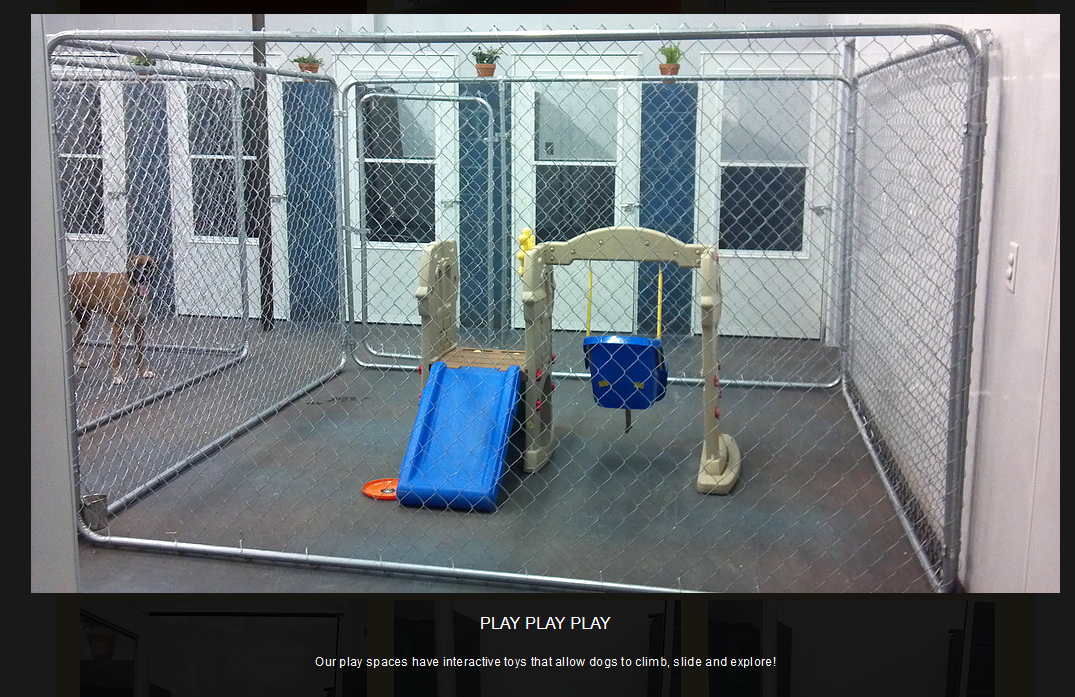 Southern Pawz guest and facility 7