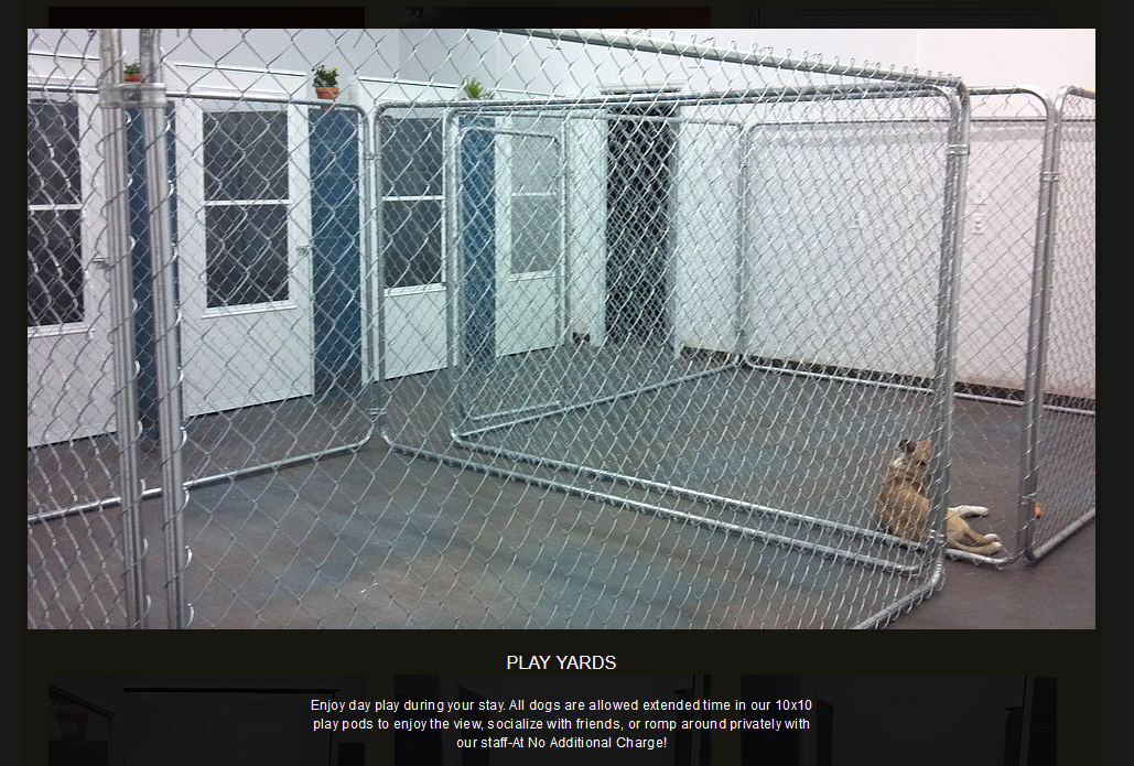 Southern Pawz guest and facility 6