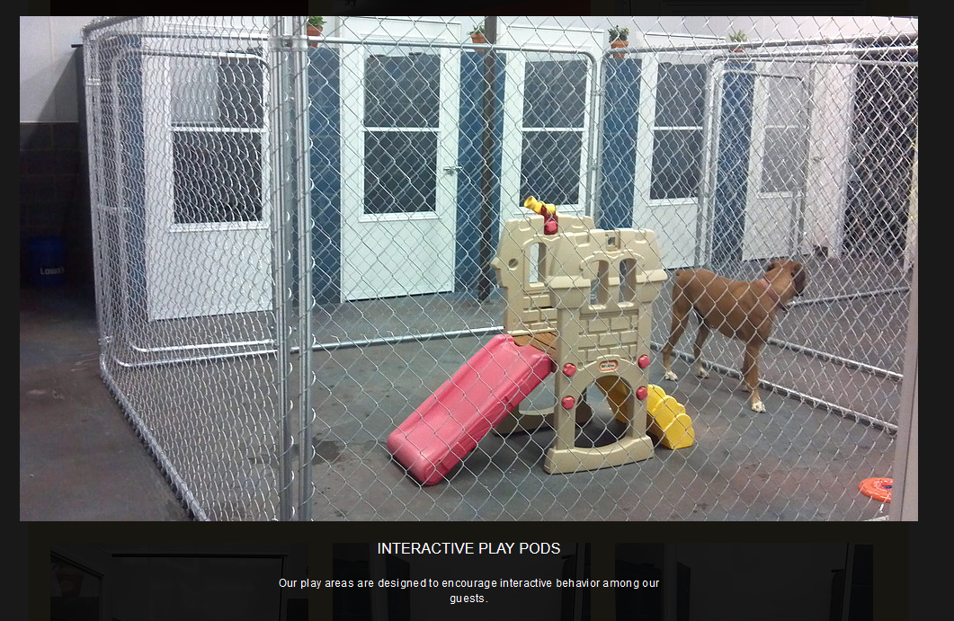 Southern Pawz guest and facility 5