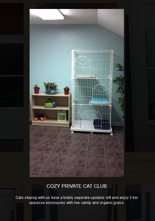 Southern Pawz guest and facility 3