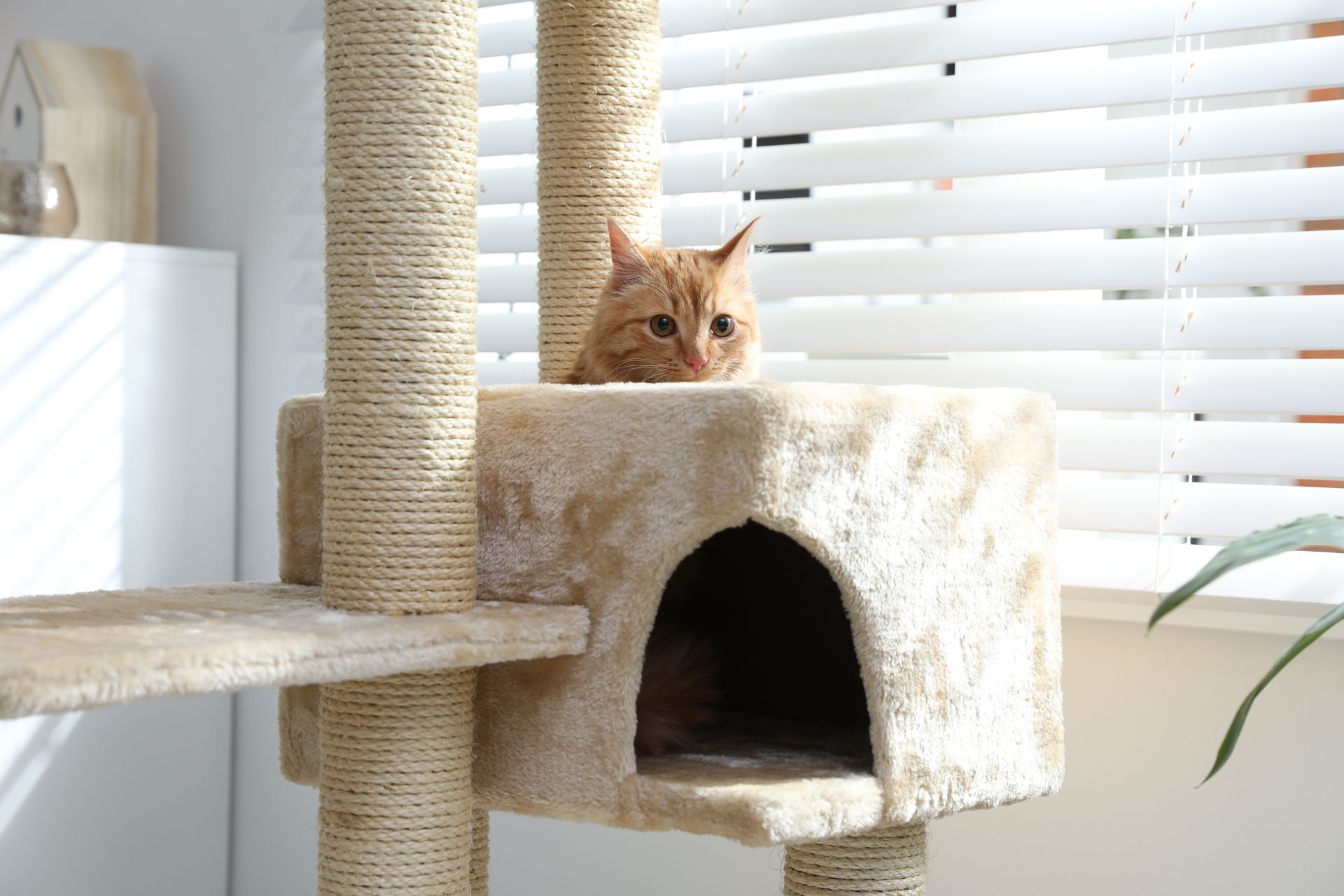 Cat boarding suite