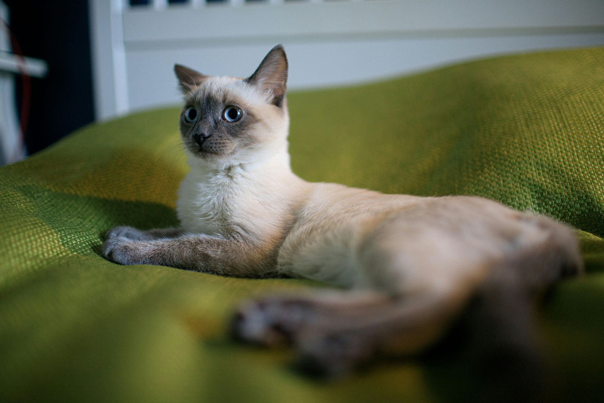 Cat resting comfortably