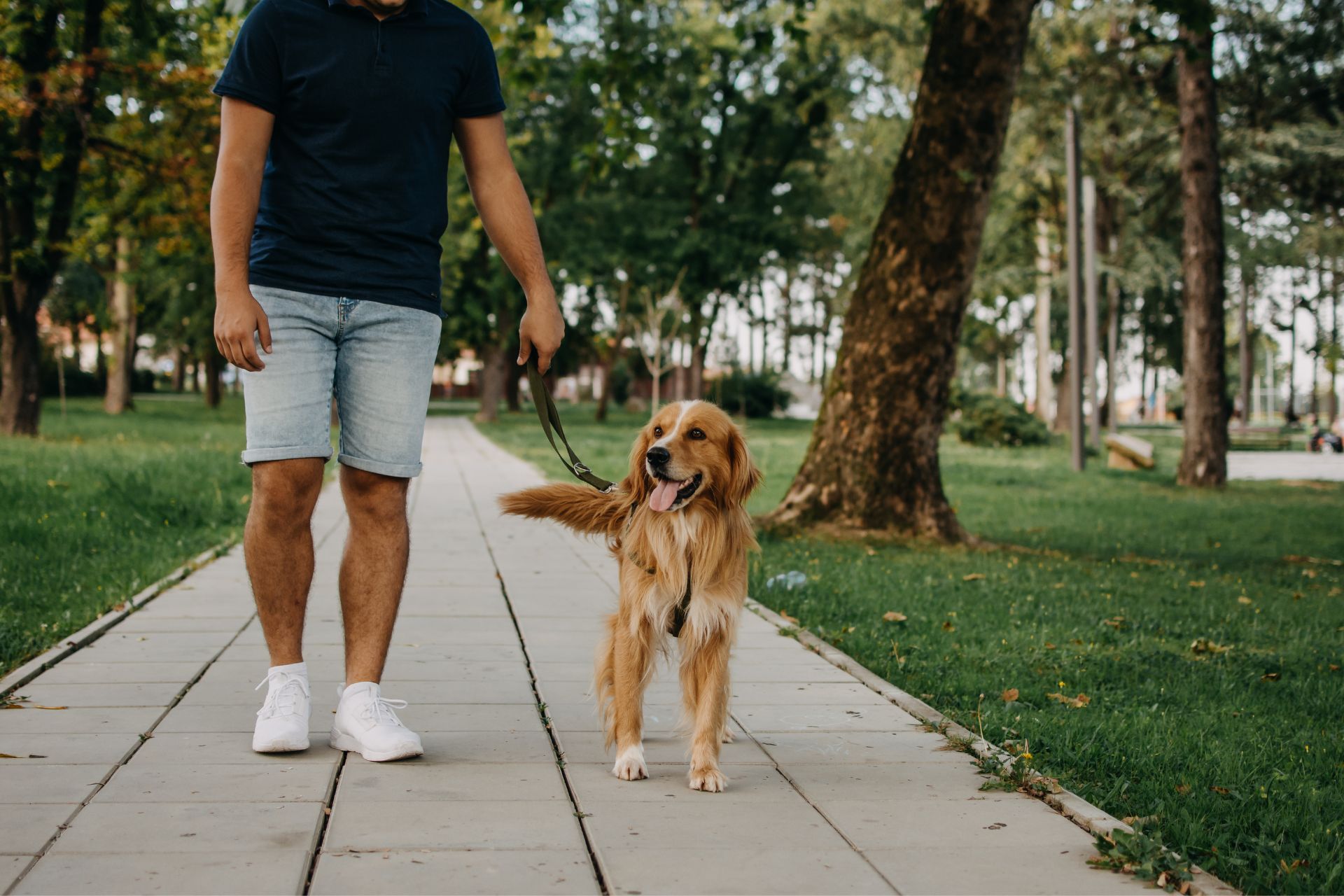 Dog Walking